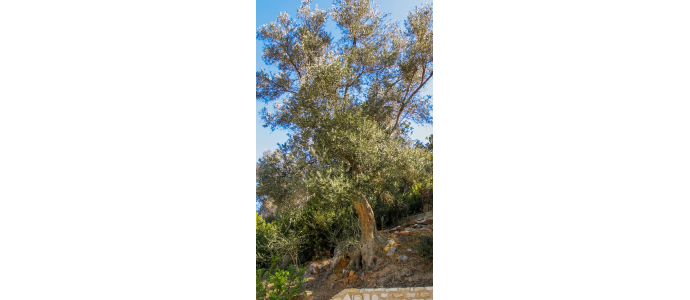 Envie d'avoir un olivier chez soi ? : conseils d'entretien